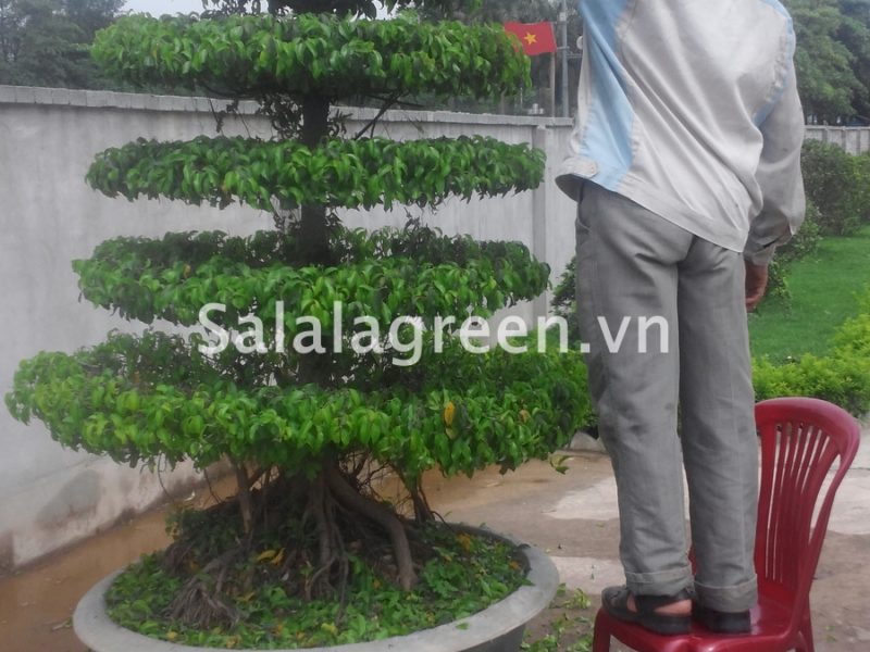Chăm sóc cắt tỉa cây xanh Cung Văn Hóa Hữu Nghị Việt Trung