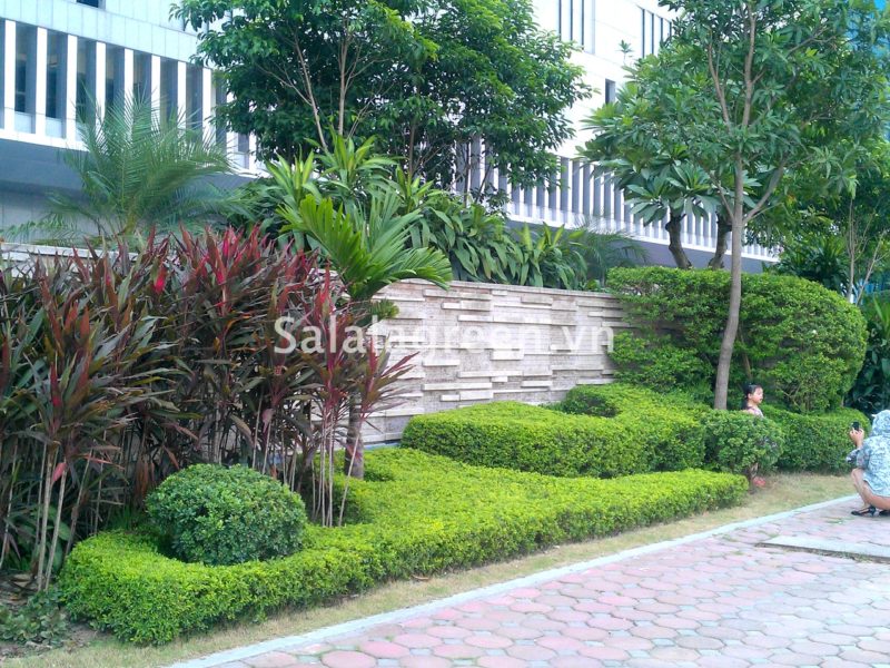 Chăm sóc cây xanh sân vườn Kangnam Hà Nội