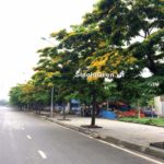 10 Các loại cây bóng mát đường phố khuyến khích trồng?