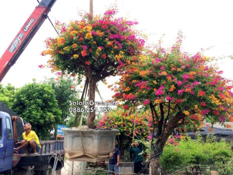 Cây hoa giấy nhiều màu